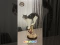 Funny cats