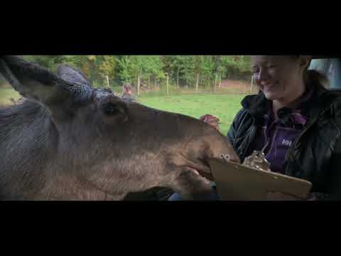 Life at Virum Moosepark Trailer Season 1 Ep.1