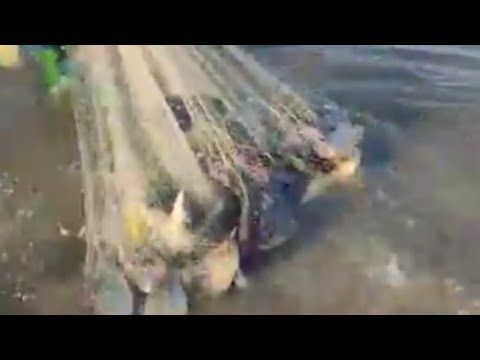 Cast Net Fishing Best Video YouTube Top Video Viral Video