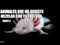 animales que no debiste mezclar con tu tortuga parte 4