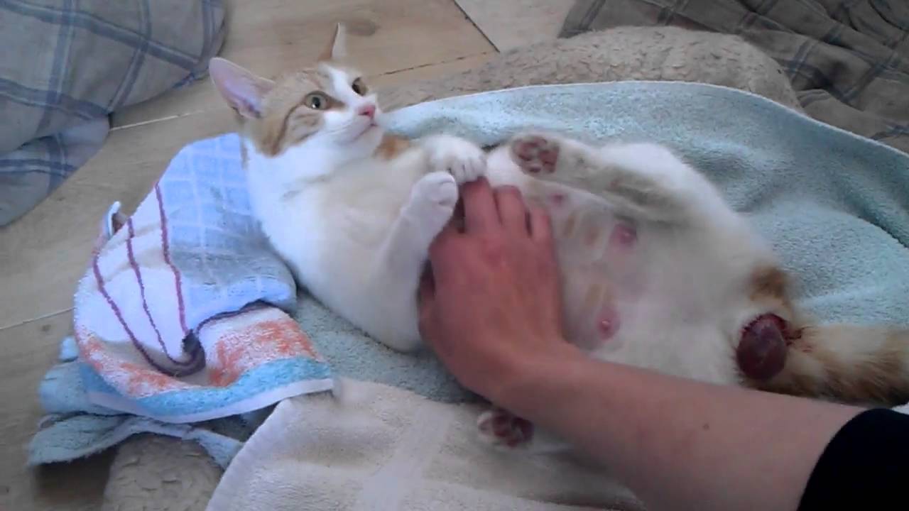 Lilo's bevalling!! Cat birth!