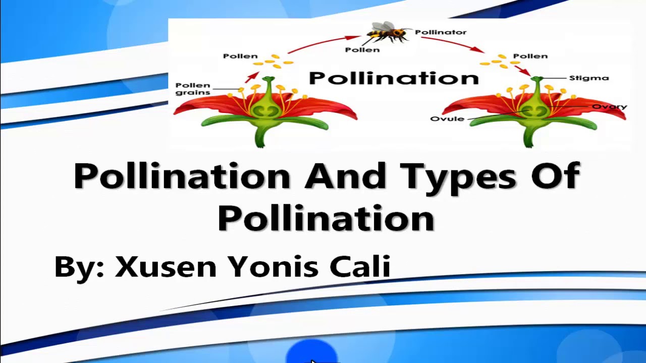 60. Pollination And Types of Pollination - YouTube