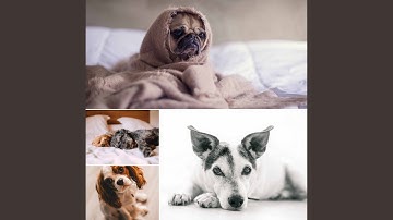 Majestic Ambience for Lazy Puppy Afternoons