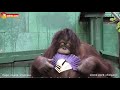 И сидит такая Дана, в Дольче Габбана 😎 Орангутан. Тайган. Архив. Orangutan life in Taigan.