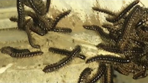 millipede “INVASION” (how to get rid of them)