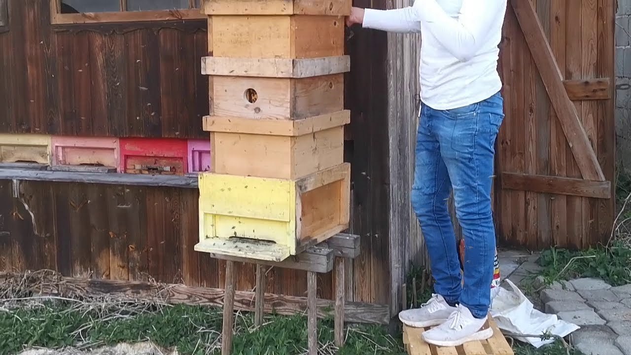 كيف نضيف الطابق الرابع في التوسع العمودي وتجهيز خلية الذكور للتلقيح الموجه