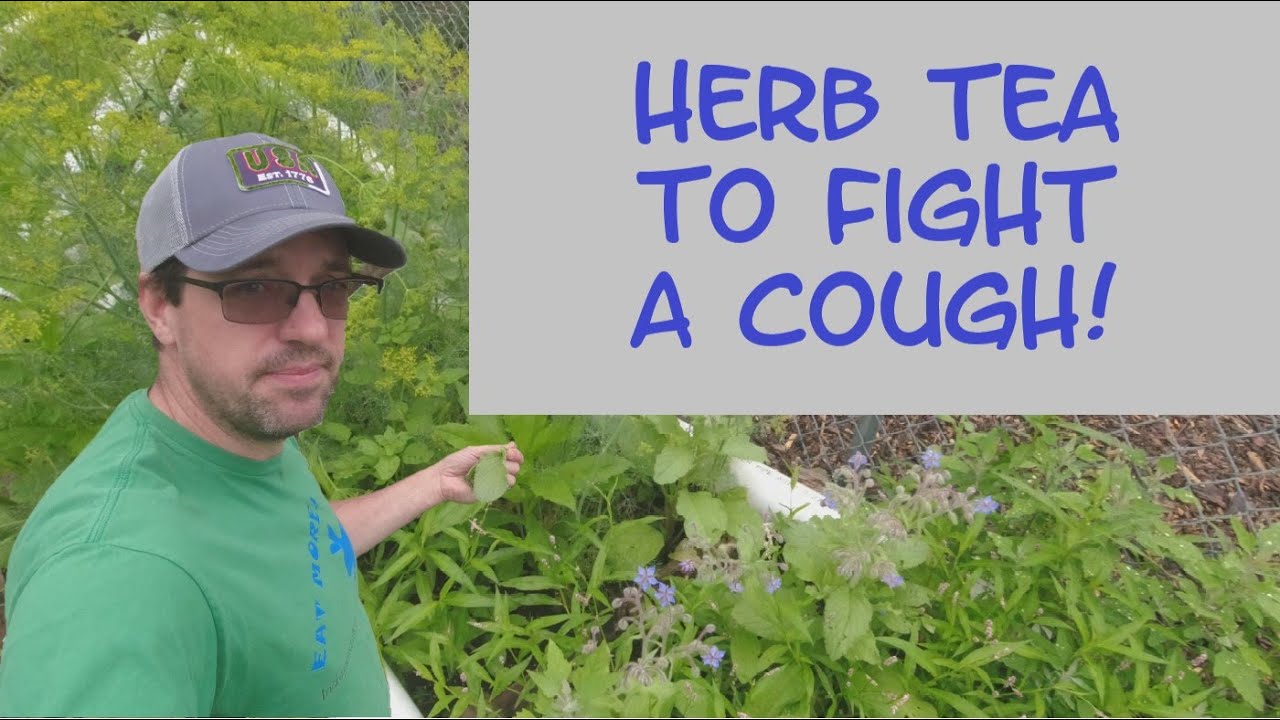 Harvesting Borage and Making Tea Natural Cough Fighting Tea YouTube