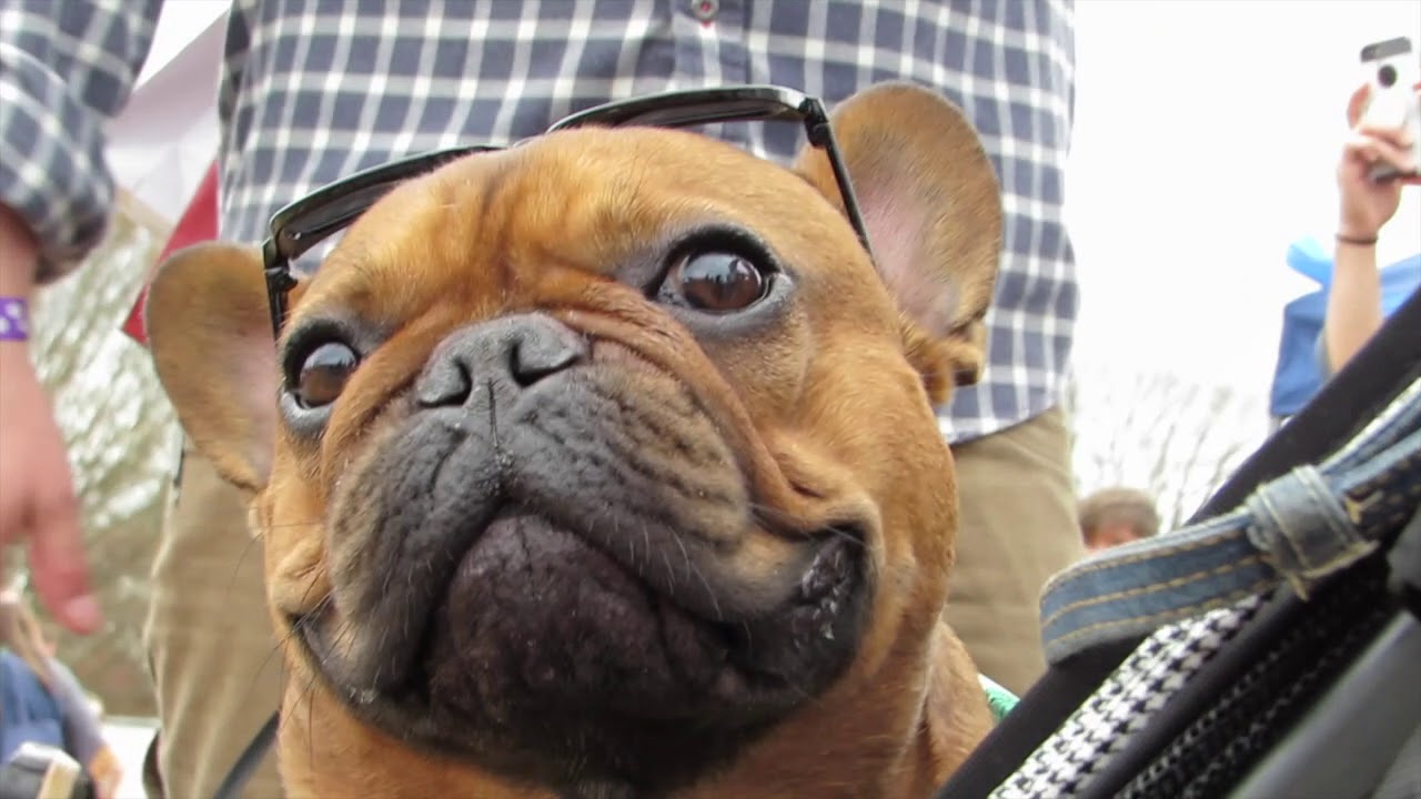 30 Second Video Rescue Dog Games Trailer YouTube