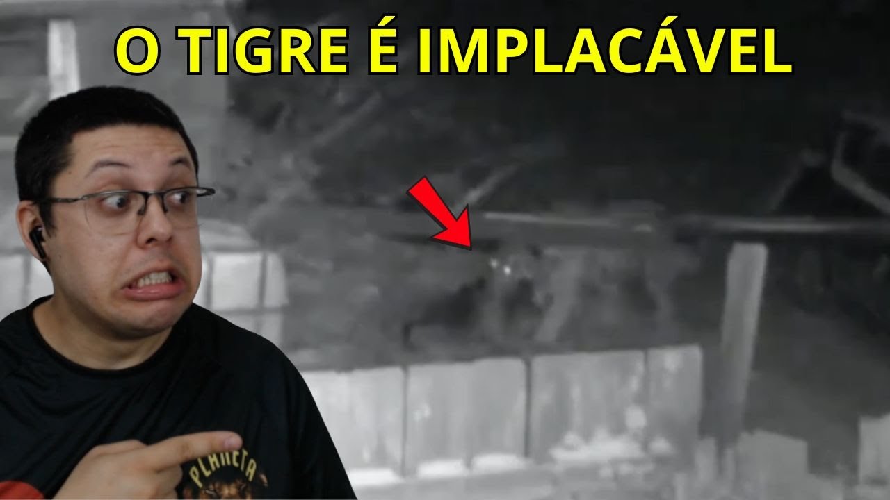 Tigre-siberiano ataca cachorro!!!