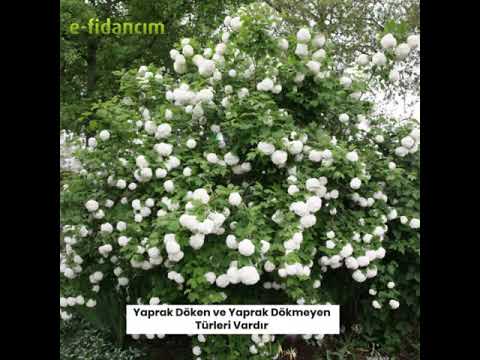 Video: Possumhaw Viburnum Nedir – Possumhaw Çalıları Nasıl Yetiştirilir