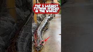 Top 3 Largest Pythons Species in the World, and the Last one will Blow your Mind!😲 #shorts