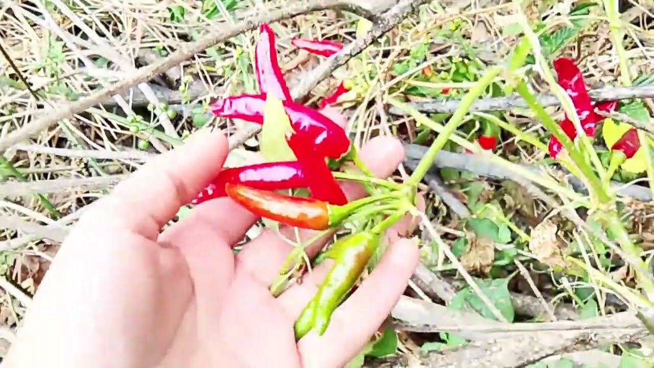 Nature at my HOME|Growing everything at HOME|Earth and Ease|🌾