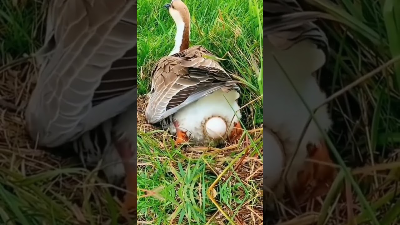 bebek angsa bertelur di sawah 