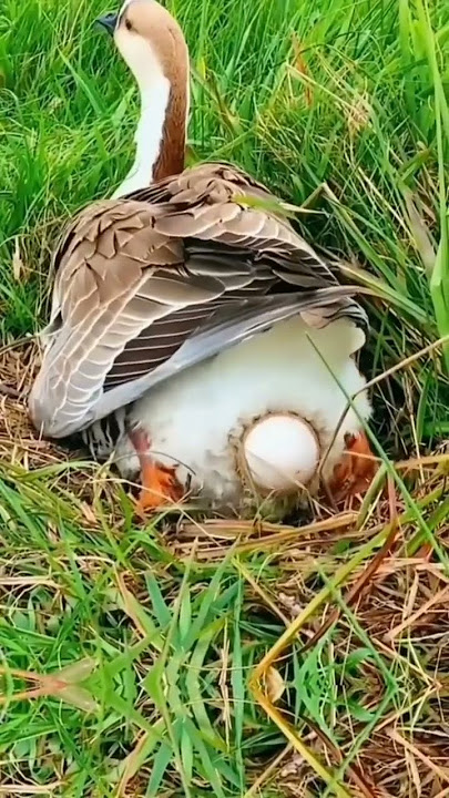 bebek angsa bertelur di sawah #bebek #bebekvideoları #shortvideo #bebeklucu
