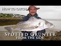 How to catch spotted grunter from the side  conventional fishing tips and techniques