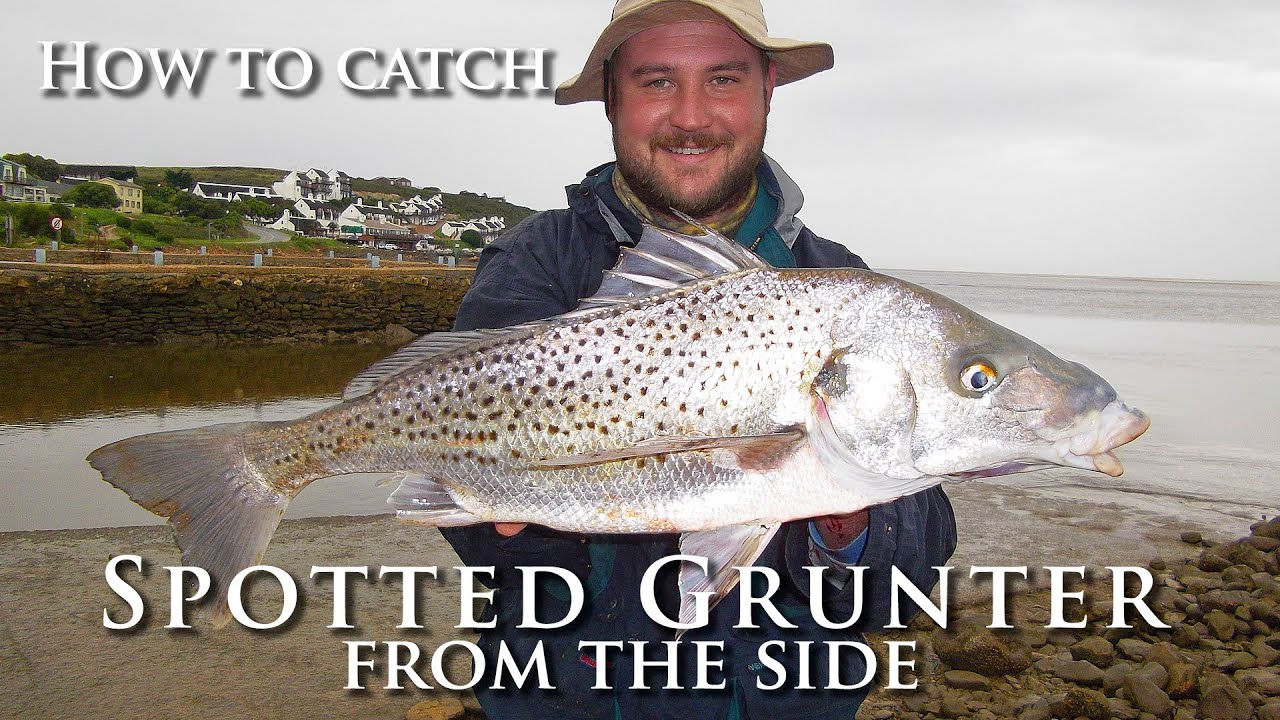 How To Catch Spotted Grunter From The Side Conventional Fishing Tips how-to-catch-spotted-grunter-from-the-side-conventional-fishing-tips