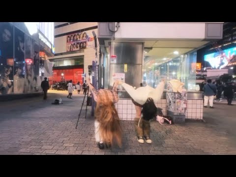 한국에서 온 소녀들이 무료 공연합니다