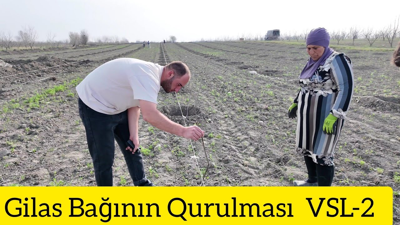 Gilas Bağının Qurulması VSL-2 Göz kimi əkim