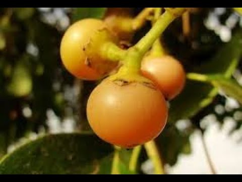 فاكهة البمبر: ما بين الفوائد والأضرار - YouTube