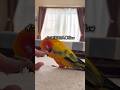 手繋いで寝ちゃった天使のような鳥🦜 #インコ #コガネメキシコインコ #birds #暮らし #セキセイインコ #癒し