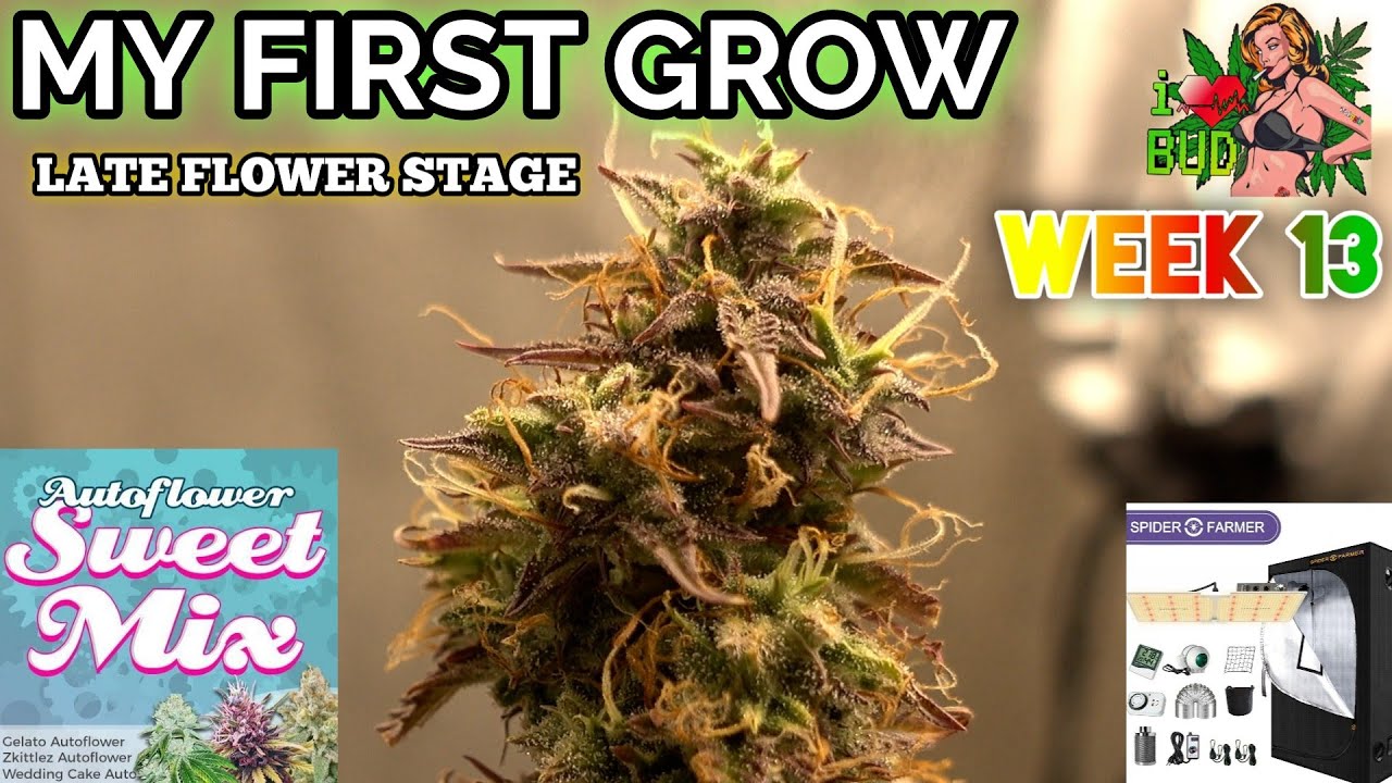 Week 13 ILGM Sweet Mix Auto Update ( Gelato - Zkittle'z - Wedding Cake ) Autoflowers