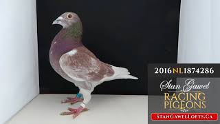 2016 NL 1874286 Red Vos Cock