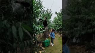 --請點擊說明 please click description