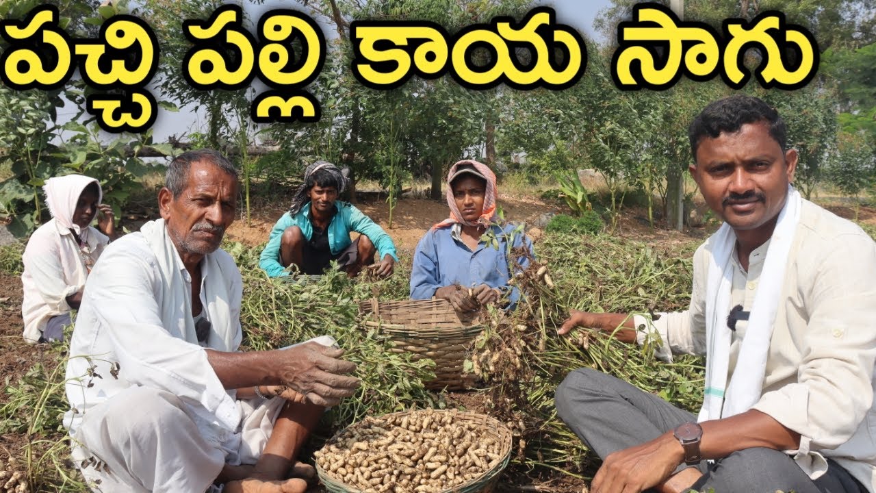 మూడెకరాల్లో వేరుశనగ వేశాను.. పచ్చి కాయ అమ్మేశాం | రైతు బడి