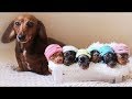 「絶対に笑う」あり得ないことをする犬★おもしろい犬のハプニング, 失敗画像集 #38
