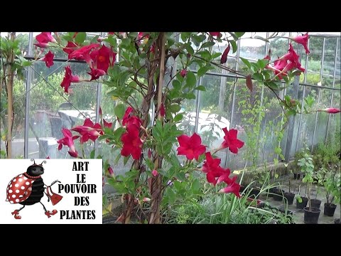 Vidéo: Mandevilla Flowers - Quand la vigne de Mandevilla fleurit-elle et pendant combien de temps