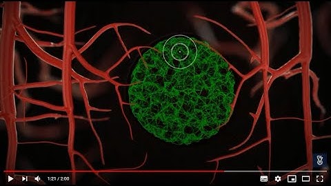 Shulamit Levenberg Vascularizing Engineered Tissue in Lab Technion