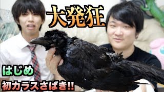 大発狂 はじめしゃちょーにカラスをさばかせるとこうなるwwwww Youtube