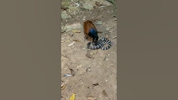 bìm bịp ăn rắn cạp nia cực độc #nest #snake #cobra