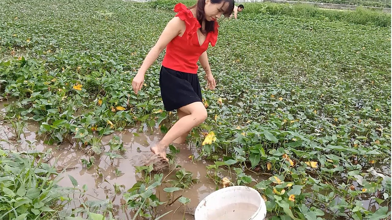 Beautiful single mother wading into the pond to catch snails ...
