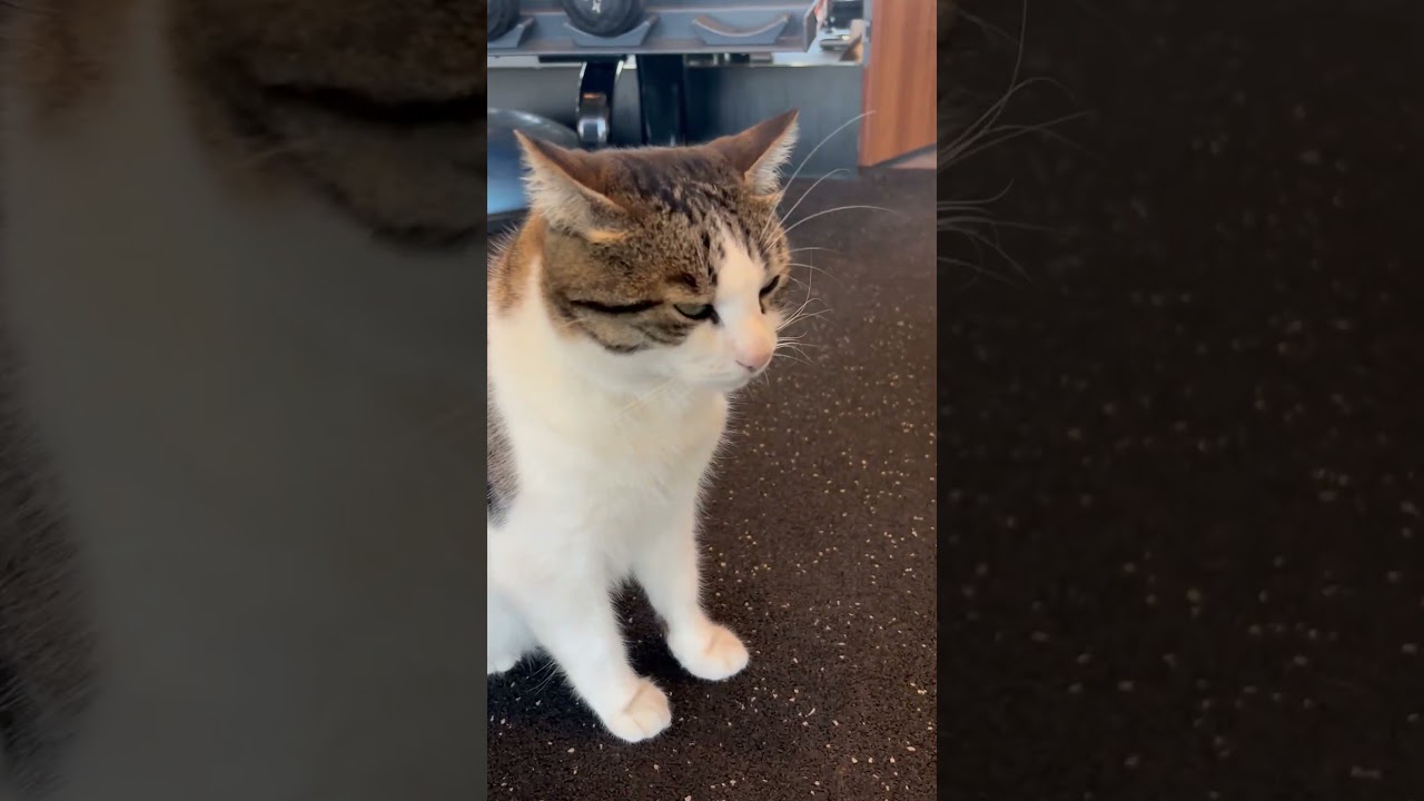 The gym-going gluttonous cat #shorts #cat #cats #kitten