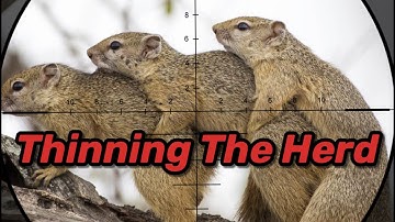 Squirrels EVERYWHERE!! (Headshot)