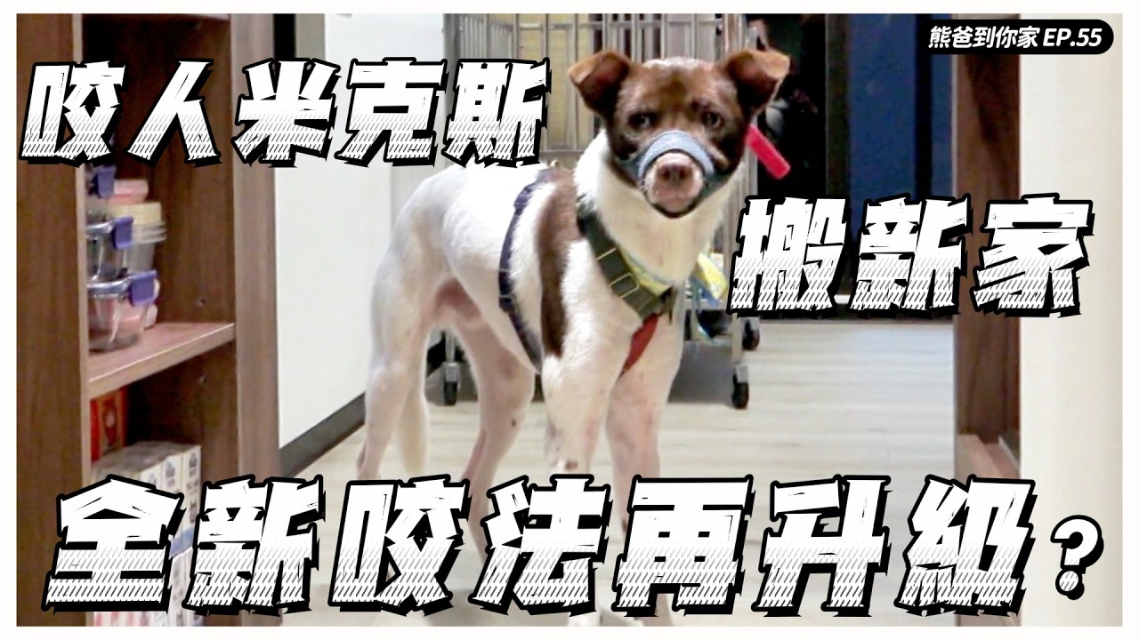 零食粗魯咬手用這招？攻擊行為分8等，邁向第6還有救？嘴套強者米克斯為何又有新問題？｜熊爸估狗 ft.@看你老墓 縮圖