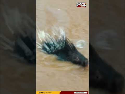 കനത്ത വെള്ളക്കെട്ടിൽ ഒഴുകിയെത്തിയ മുള്ളൻ പന്നി, വടകര വില്ല്യാപ്പള്ളിയിലെ കാഴ്ച