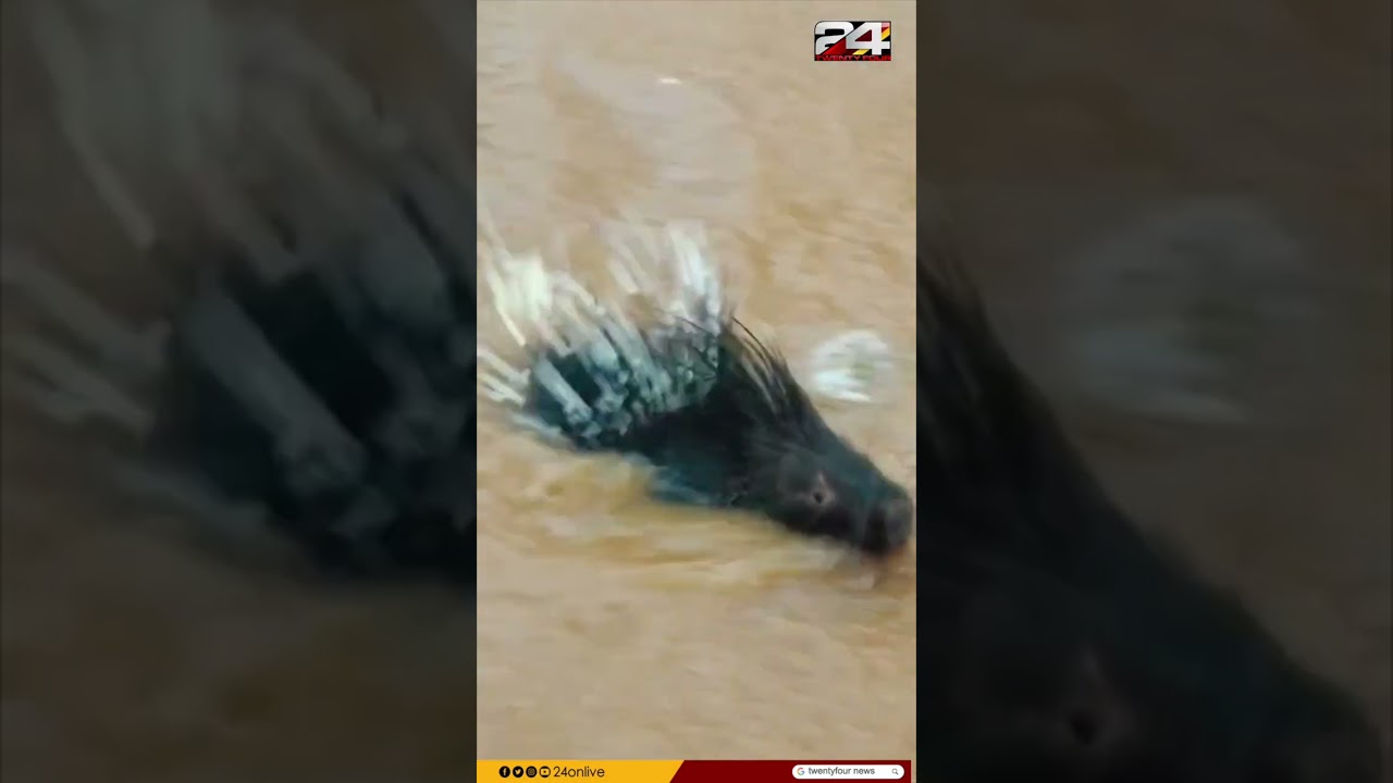 കനത്ത വെള്ളക്കെട്ടിൽ ഒഴുകിയെത്തിയ മുള്ളൻ പന്നി, വടകര വില്ല്യാപ്പള്ളിയിലെ കാഴ്ച
