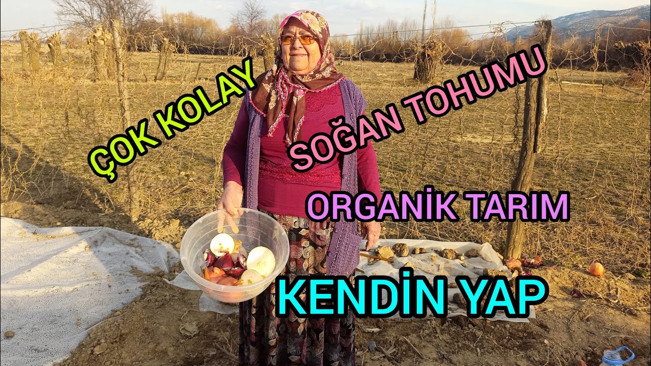 SOĞAN TOHUMU NASIL ÜRETİLİR?🧅ORGANİK SOĞAN TOHUMU🧅