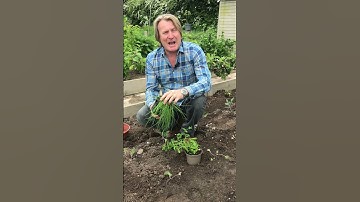 Slakken in de tuin afschrikken met geur