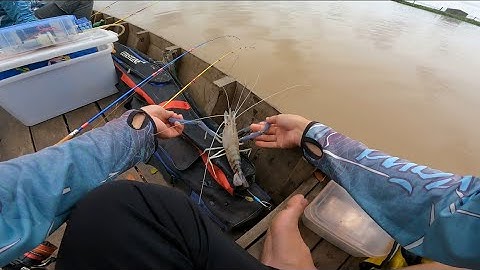 Câu tôm càng xanh đầu mùa trúng vào ỗ tôm kéo công cần 1 ngày câu tôm đầy cảm giác