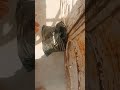 العائلة الفقيرة الثانية التي ناشدتنا لأجل الحصول على عبائتين لها ولابنتها