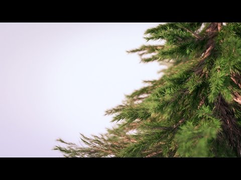 Creating Photorealistic Pine Trees in Blender
