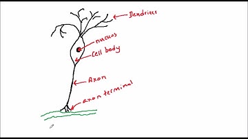 Artificial Neural Nets and Evolutionary Algorithms 4: Biology 3 - neuron anatomy