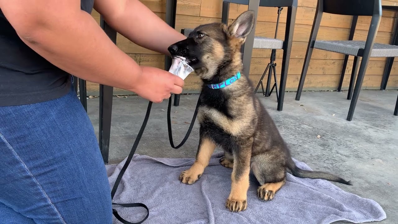 Suburban K9 Dog Training in Highland Park, Texas!