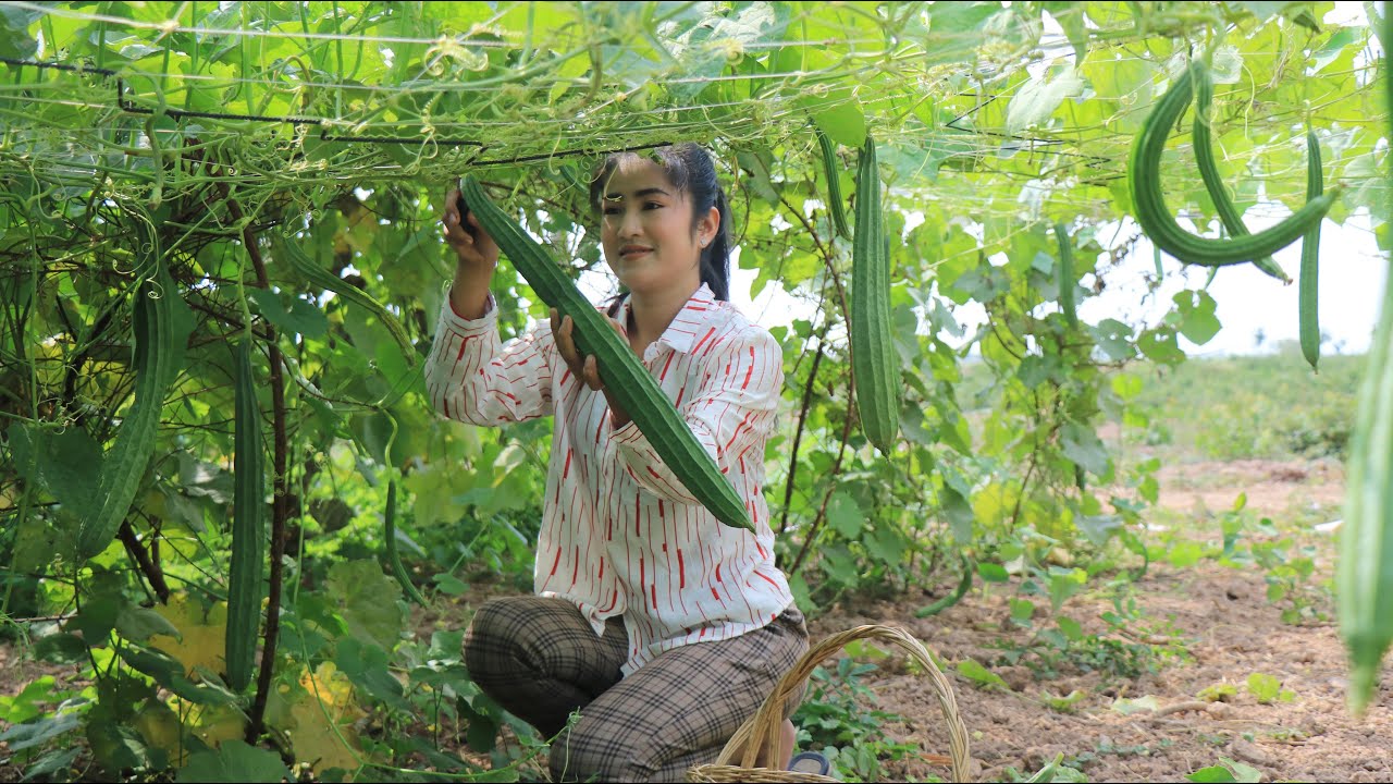 Sponge Gourd Recipe / Make Healthy Food With Sponge Gourd / Prepare By