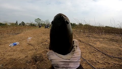 Câu cá lóc đập Sông ray | Giao lưu và trải nghiệm