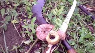 Penyakit Kanker Tumor Pada Tanaman Sengon