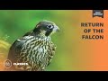 Return of the Falcon | Mutual of Omaha&#39;s Wild Kingdom